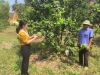 Chị Đào Thị Quế - Bí thư Huyện Đoàn thăm mô hình trồng bưởi da xanh từ nguồn vốn tín dụng ưu đãi của Ngân hàng CSXH huyện
